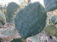 Opuntia alta