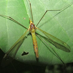 Leptotarsus viridis