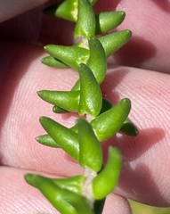 Phylica laevis