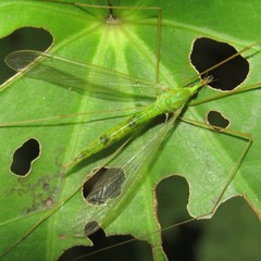 Leptotarsus virescens
