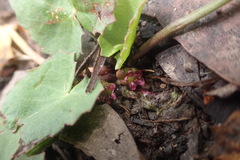 Centella cordifolia