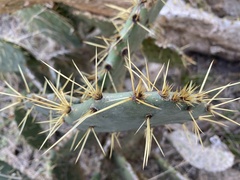 Opuntia alta