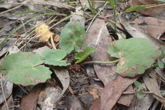 Centella cordifolia