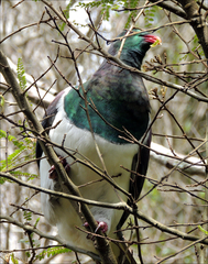 Hemiphaga novaeseelandiae