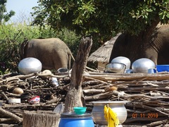 Loxodonta