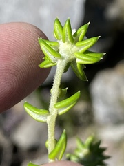 Phylica laevis