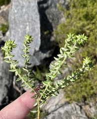 Phylica laevis