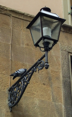 Columba livia domestica