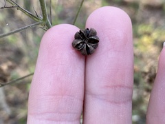 Wissadula amplissima