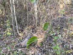 Wissadula amplissima