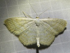 Scopula immutata