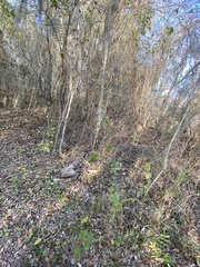 Wissadula amplissima