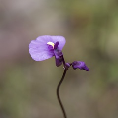 Utricularia dichotoma