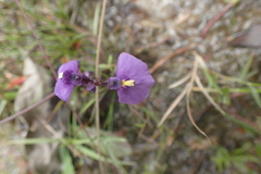 Utricularia dichotoma