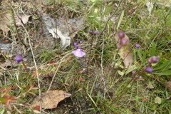 Utricularia dichotoma