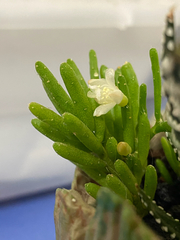 Rhipsalis mesembryanthemoides