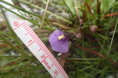 Utricularia dichotoma
