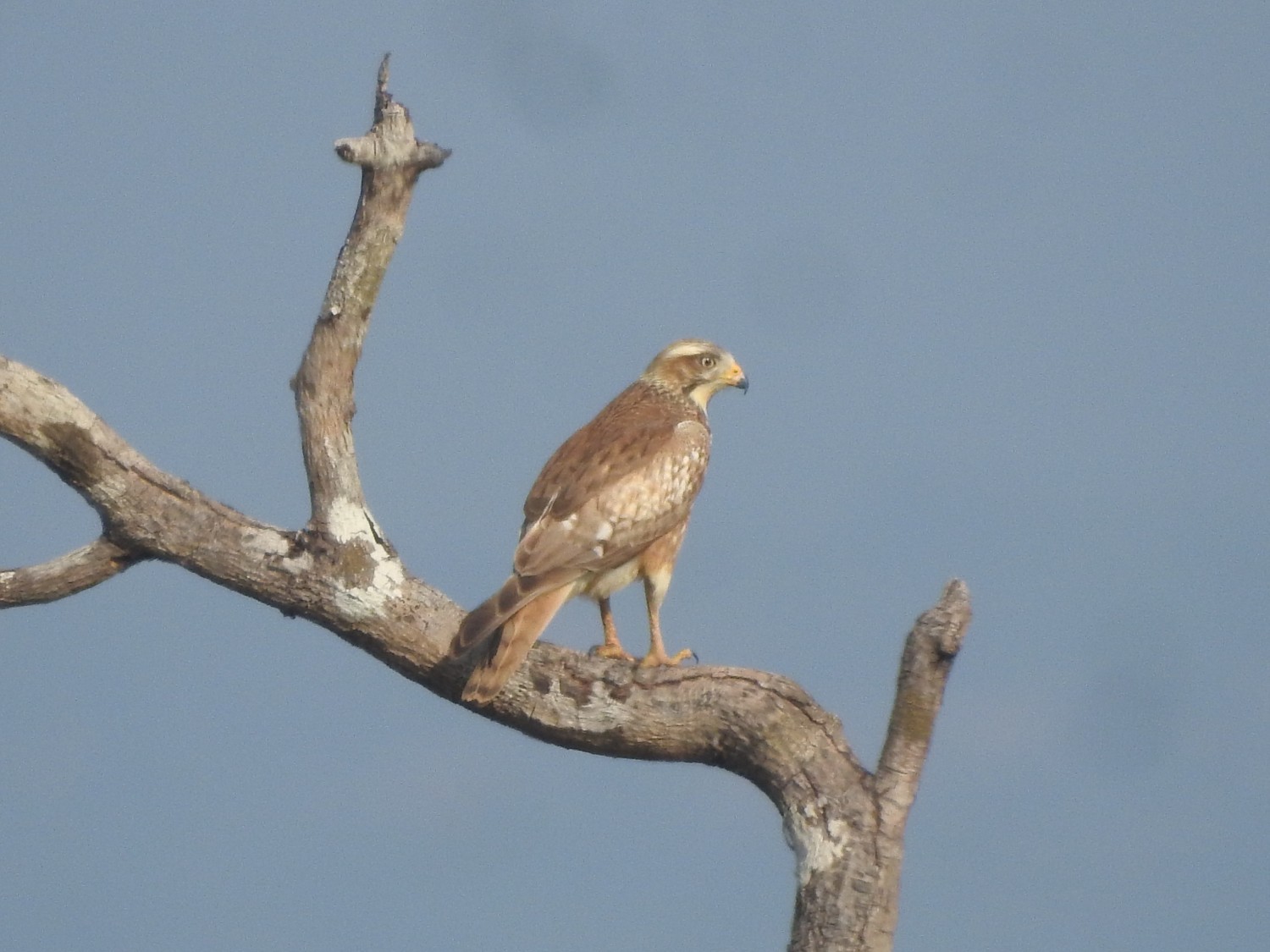 White-eyed Buzzard