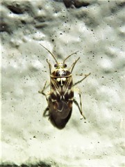 Tropidosteptes quercicola