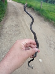 Atractus lasallei