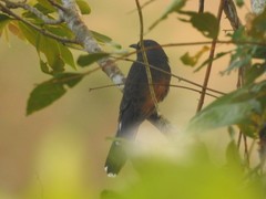 Cacomantis passerinus