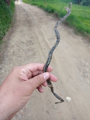Atractus lasallei