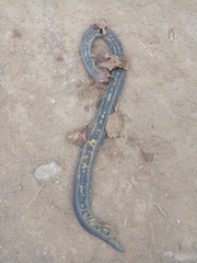 Atractus lasallei