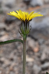 Picris pauciflora
