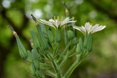 Lactuca hispida