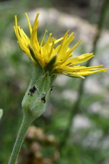 Pseudopodospermum strictum