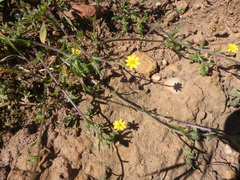 Gorteria piloselloides