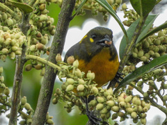 Anisognathus lacrymosus