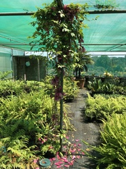 Tecomanthe dendrophila