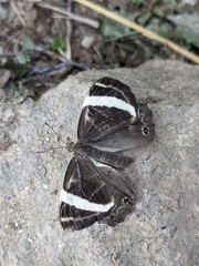 Abisara fylla