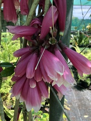 Tecomanthe dendrophila