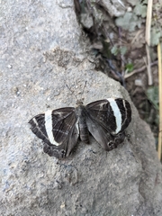 Abisara fylla