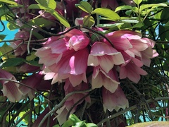 Tecomanthe dendrophila