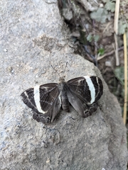 Abisara fylla