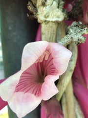 Tecomanthe dendrophila