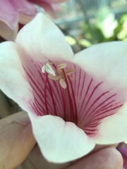 Tecomanthe dendrophila