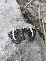 Abisara fylla