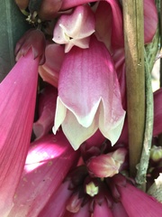 Tecomanthe dendrophila