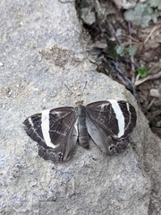 Abisara fylla