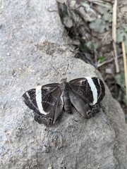 Abisara fylla