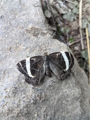 Abisara fylla