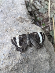 Abisara fylla