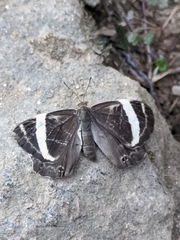 Abisara fylla