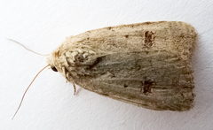 Caradrina kadenii