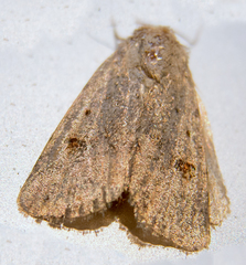 Caradrina kadenii