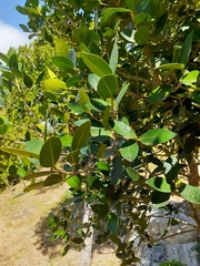 Chionanthus foveolatus